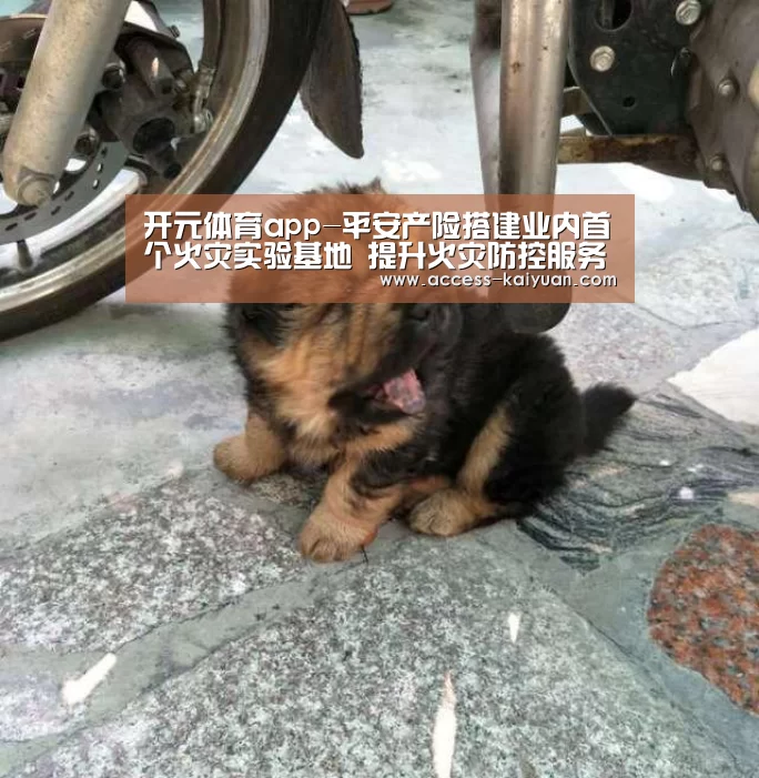 开元体育app-平安产险搭建业内首个火灾实验基地 提升火灾防控服务水平(图1) 开云体育服务
